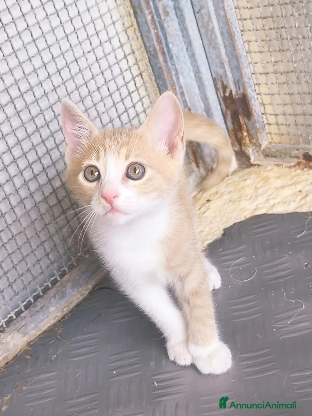 Meticcio gatti in regalo: Piccolo Whisky e la sua bellissima mamma Elisa  - Annuncio 2