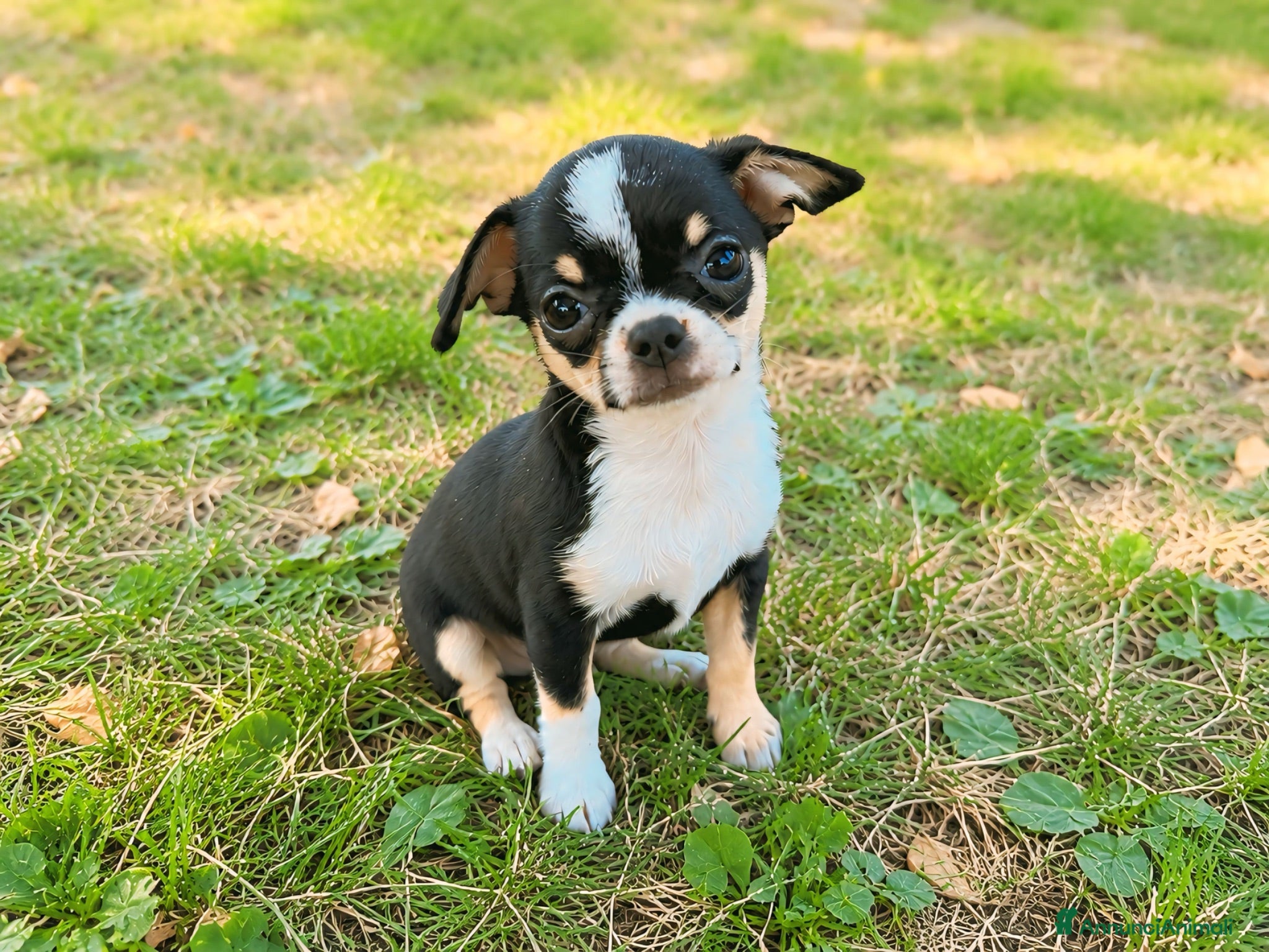 Chihuahua cani Chihuahua toy femmina  - Annuncio 4