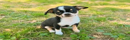 Chihuahua cani in vendita: Chihuahua toy femmina  a Provincia di Alessandria - Annuncio 1