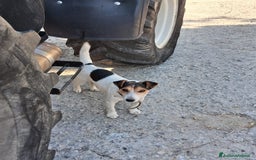 Jack Russell cani in vendita: Jack russel a Provincia di Potenza - Immagine 3