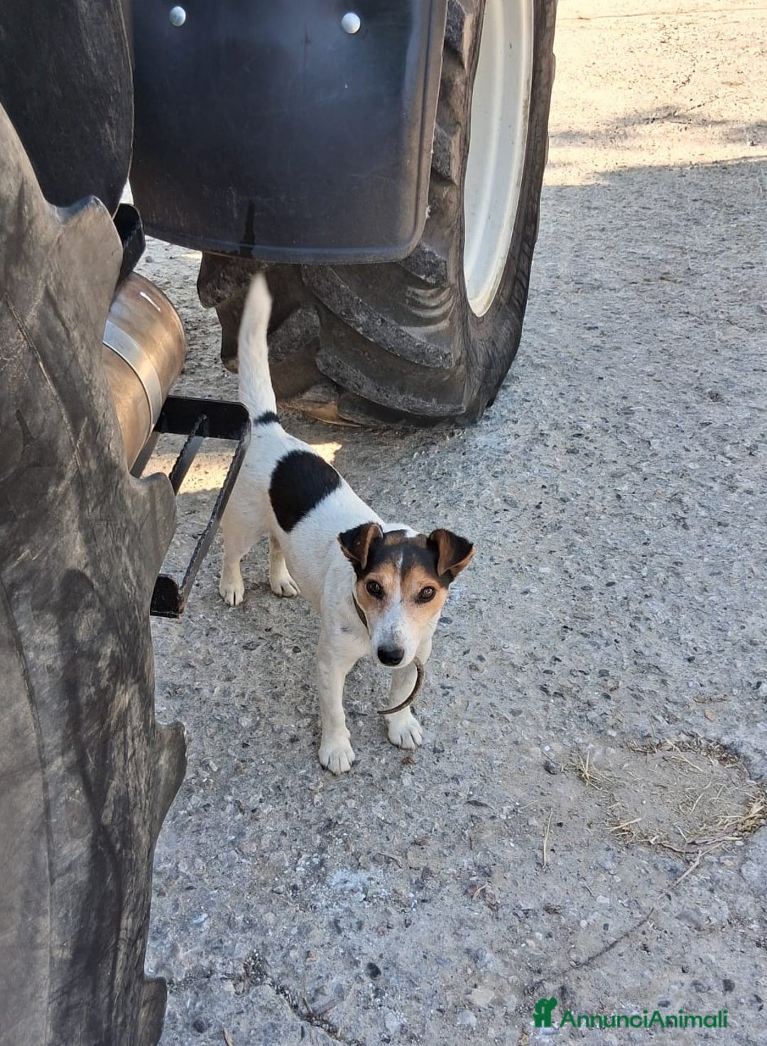 Jack Russell cani in vendita: Jack russel a Provincia di Potenza - Immagine 3