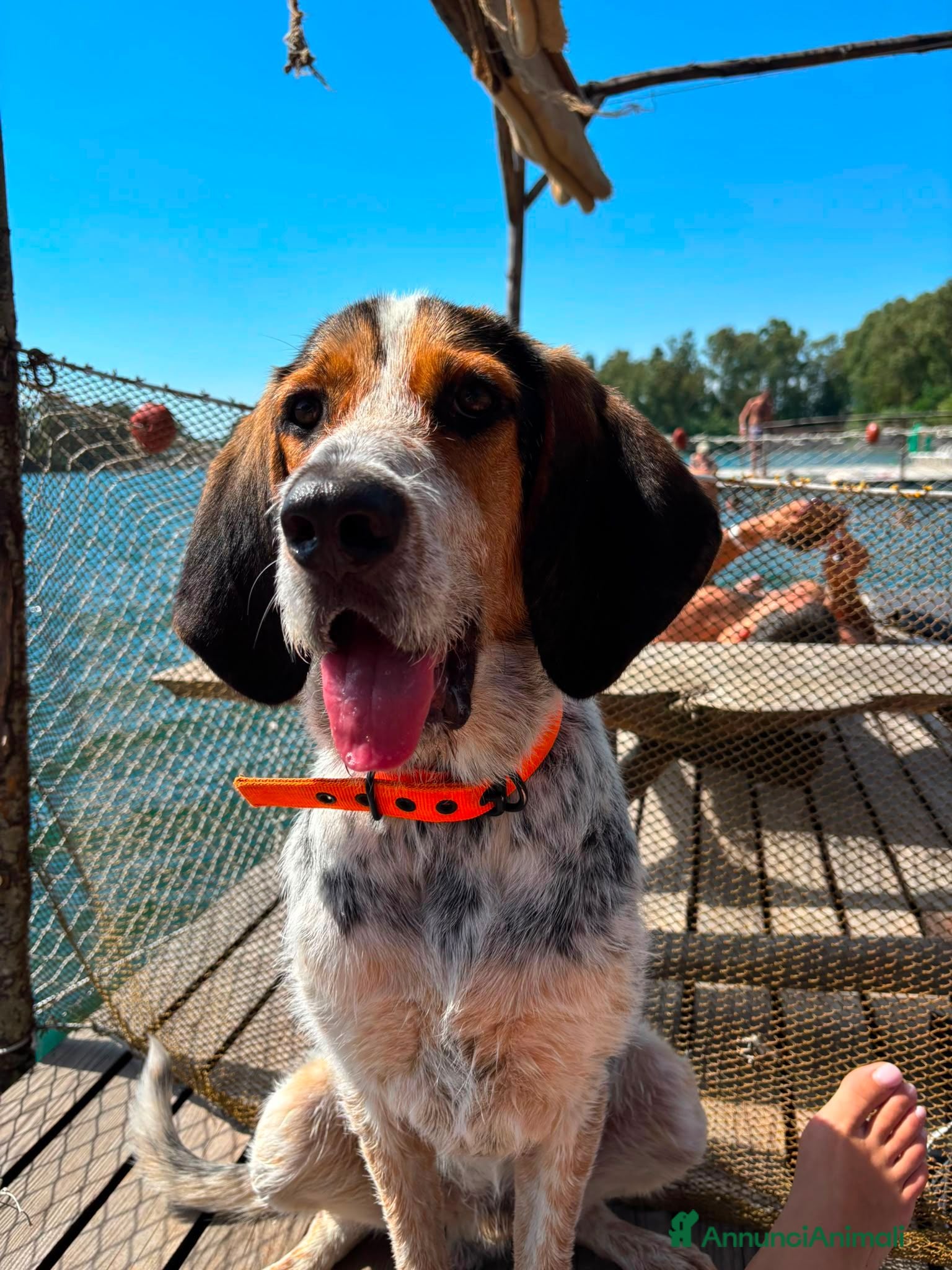 Meticcio cani Max, mix bracco spinone!  - Annuncio 32