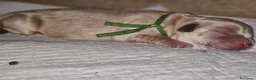 Golden Retriever cani in vendita: Golden linea inglese  - Annuncio 4