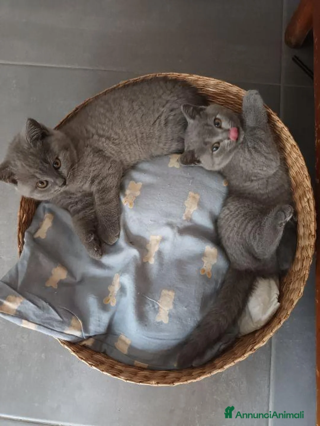 British gatti in vendita: VENDO BRITISH SHORTHAIR a Città Metropolitana di Torino - Annuncio 8