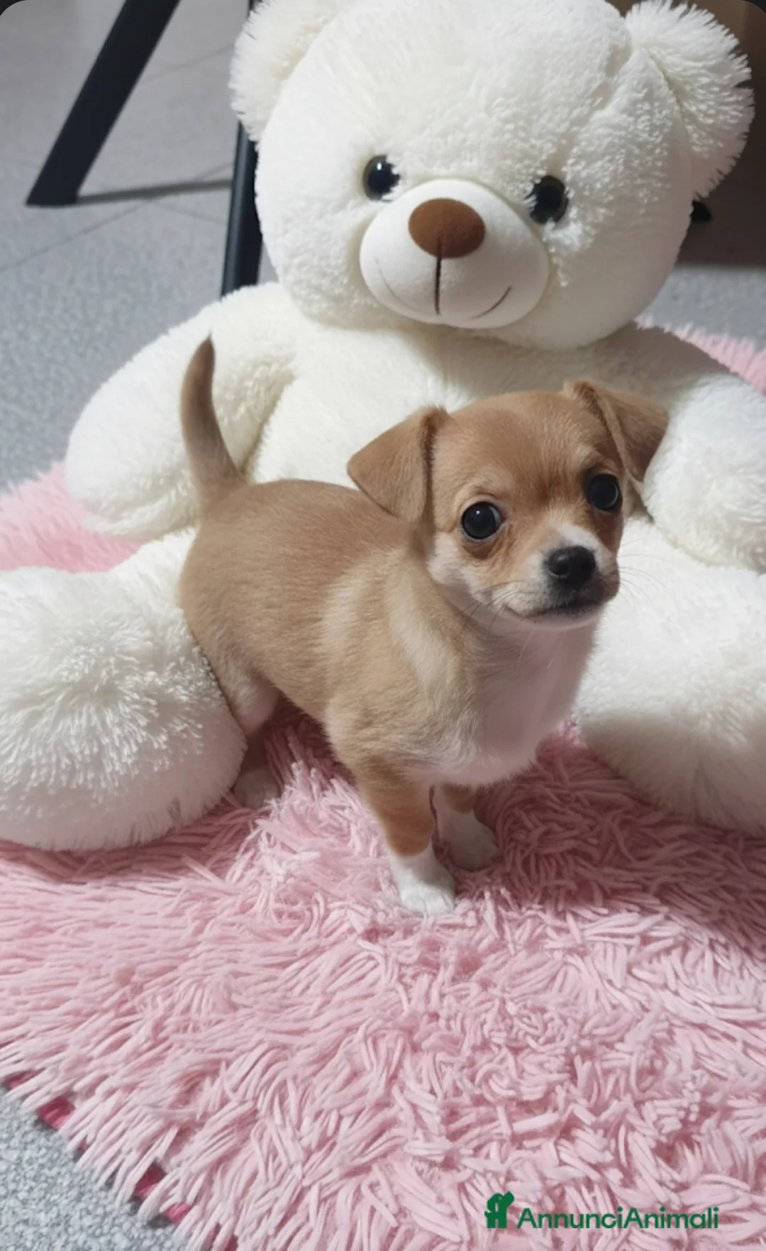 Chihuahua cani in vendita: Cucciola di chihuahua - Annuncio 3