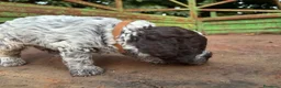 Lagotto cani in vendita: Cuccioli di lagotto  a Provincia di Viterbo - Annuncio 5