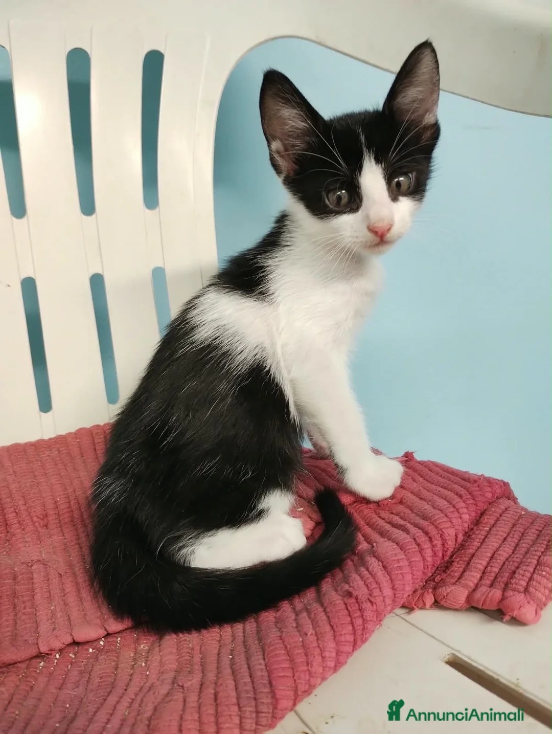 Europeo gatti in regalo: Gattino maschio 3 mesi - Annuncio 3
