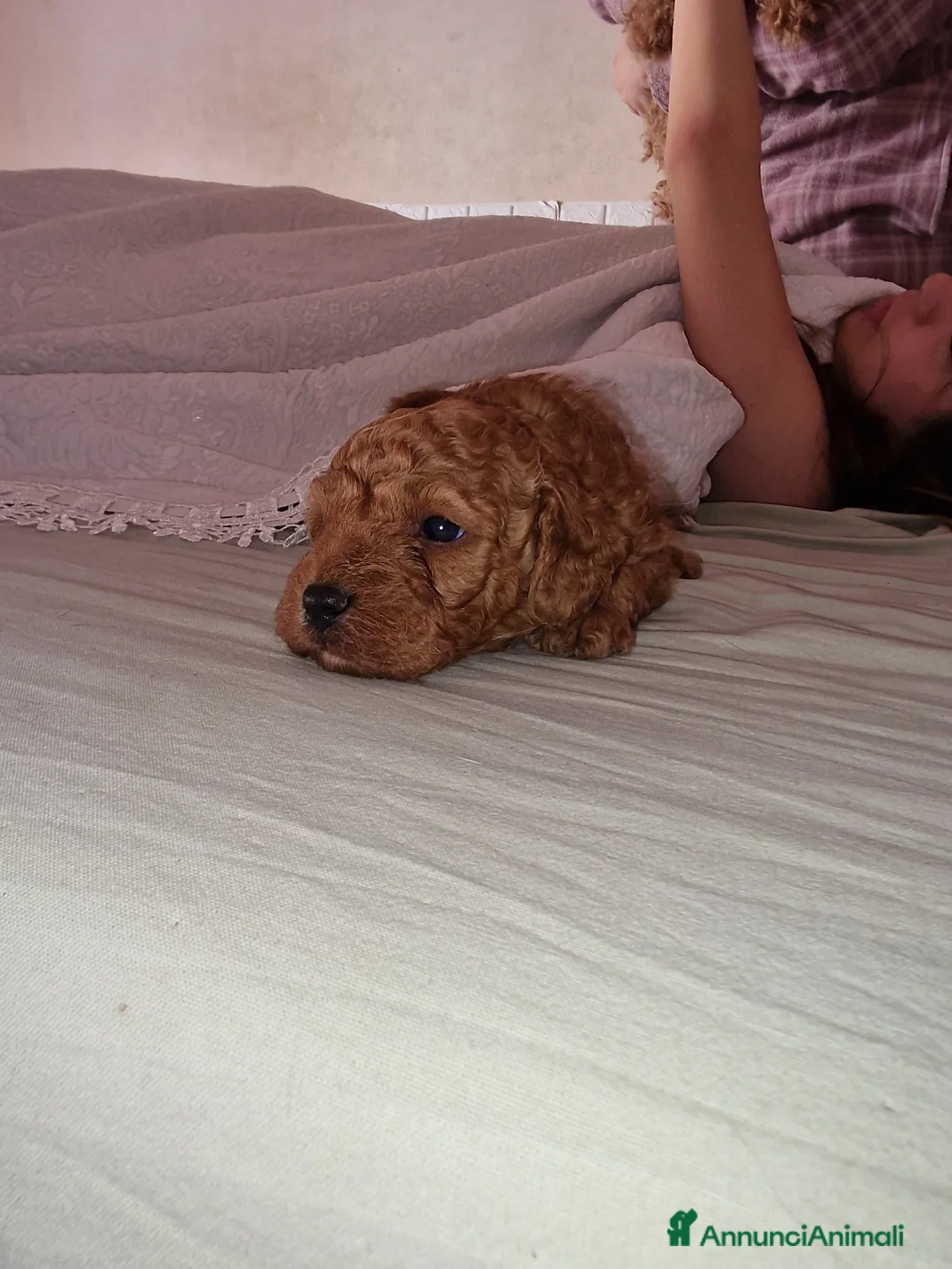 Barboncino Toy cani in vendita: Barboncino  - Annuncio 2