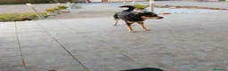 Meticcio cani in regalo: Cerca casa  - Annuncio 3