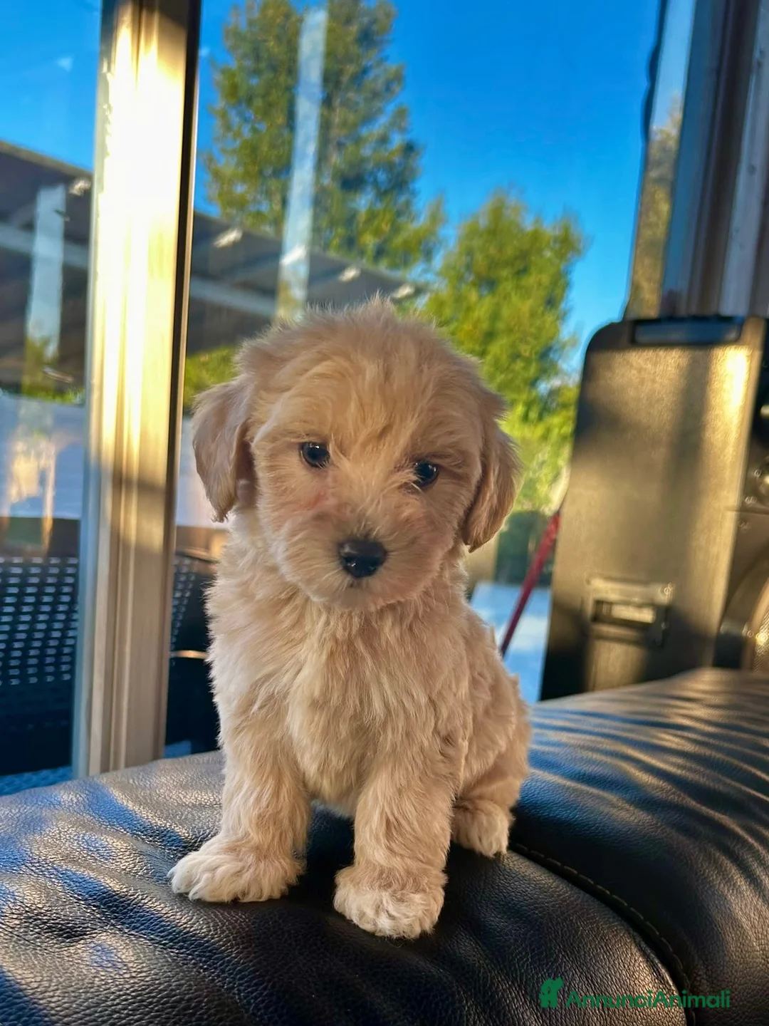 Maltipoo cani in vendita: Maltipoo - Annuncio 4