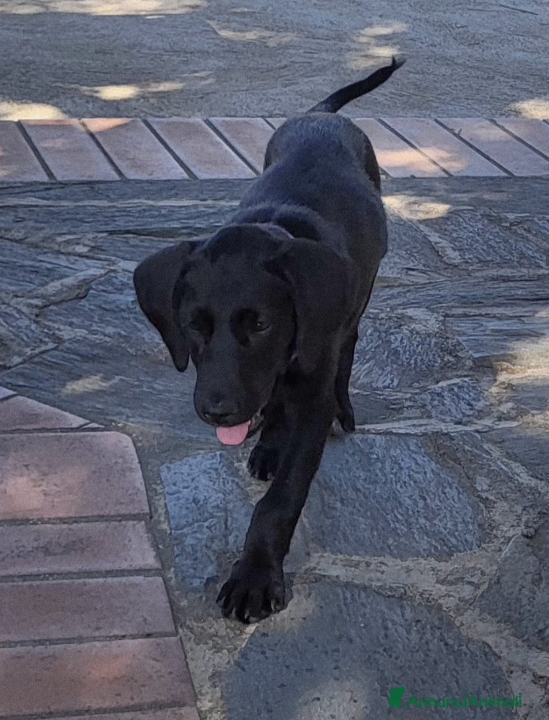 Meticcio cani in regalo: SIBILLA ASPETTA UNA MAMMA  a Provincia di Varese - Immagine 4