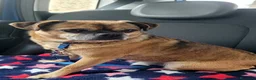 Meticcio cani in regalo: Bruno - Annuncio 1