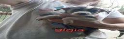 Meticcio cani in regalo: Cuccioli di taglia media piccola  - Annuncio 4