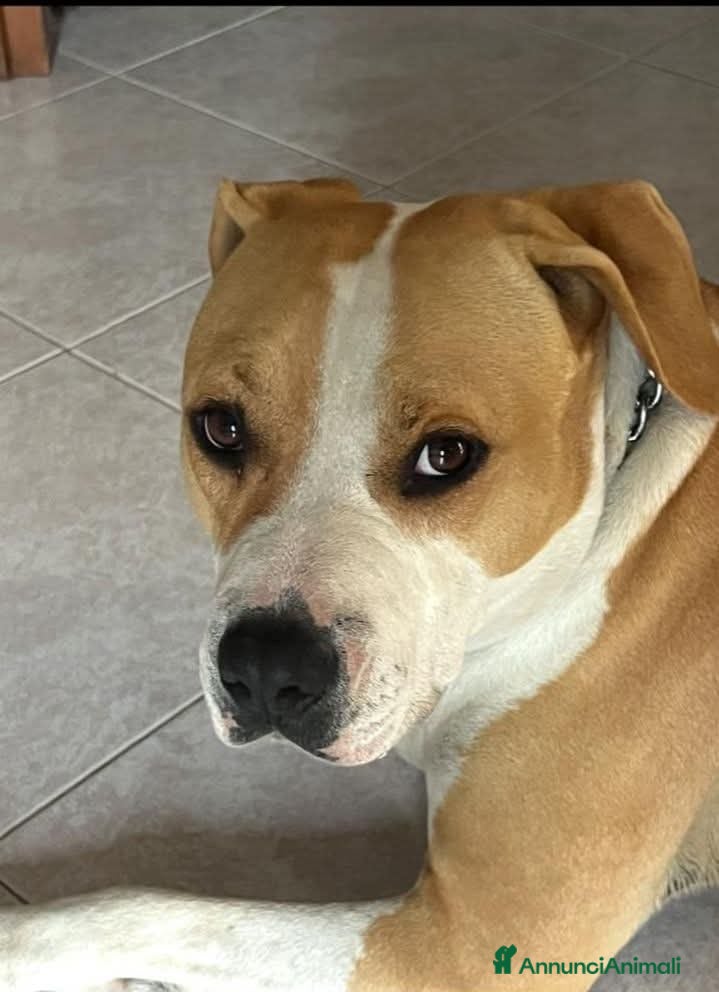 Altre razze cani ADOZ.DEL CUORE: amstaff puro, sguardo d’amore  - Annuncio 1