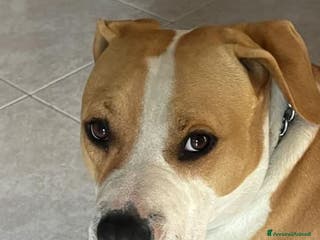Altre razze cani ADOZ.DEL CUORE: amstaff puro, sguardo d’amore - Annuncio 1
