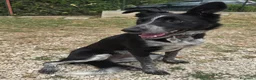 Meticcio cani in regalo: Serafina 3 anni Taglia media piccola  - Annuncio 1