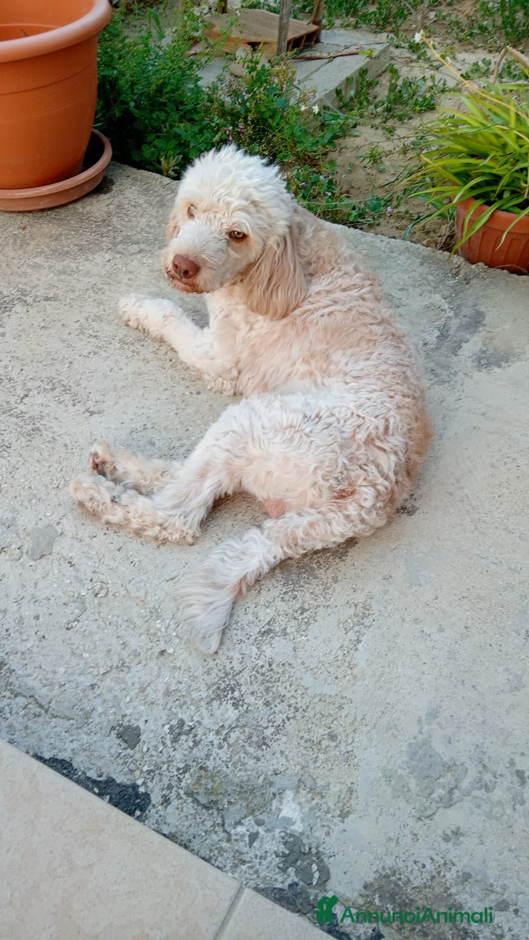 Lagotto cani per accoppiamento: Led Lagotto romagnolo cerca compagna a Provincia di Ascoli Piceno - Immagine 5