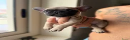 Bulldog Francese cani in vendita: Bulldog francese a Città metropolitana di Catania - Annuncio 8