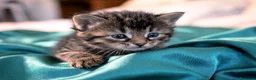 Siberiano gatti in vendita: 4 gioielli Siberiani  - Annuncio 4