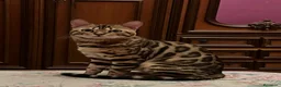 Bengala gatti in vendita: Maschietto bengala brown  - Annuncio 4