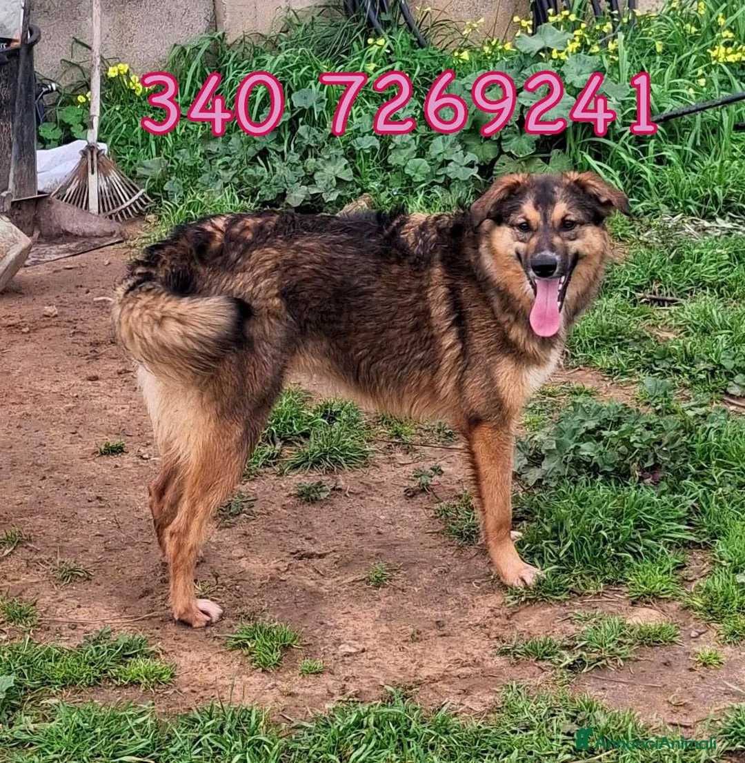 Meticcio cani in regalo: BRENDA 🩷 - taglia media, aspetta in canile 😢🙏🏻 - Annuncio 1