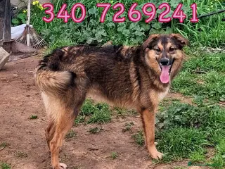 Meticcio cani BRENDA 🩷 - taglia media, aspetta in canile 😢🙏🏻 - Annuncio 2