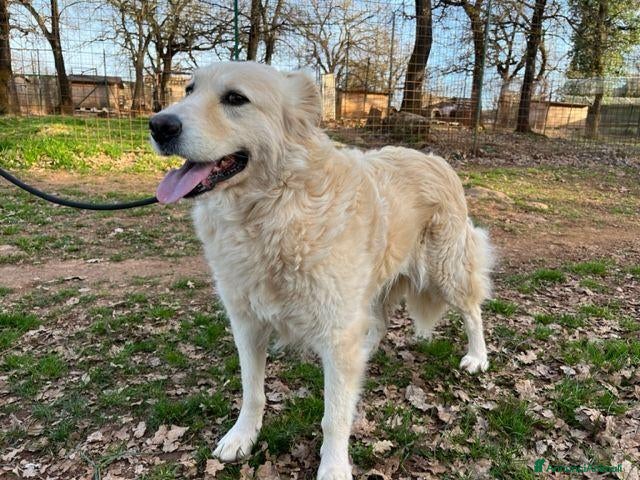 Meticcio cani VANIGLIA bella timidina tg mediogr. - Annuncio 6