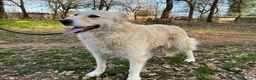 Meticcio cani in regalo: VANIGLIA bella timidina tg mediogr. - Annuncio 1