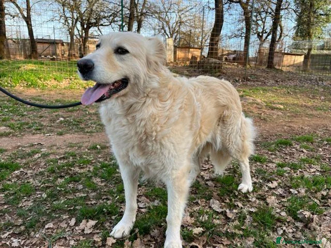 Meticcio cani in regalo: VANIGLIA bella timidina tg mediogr. - Annuncio 1
