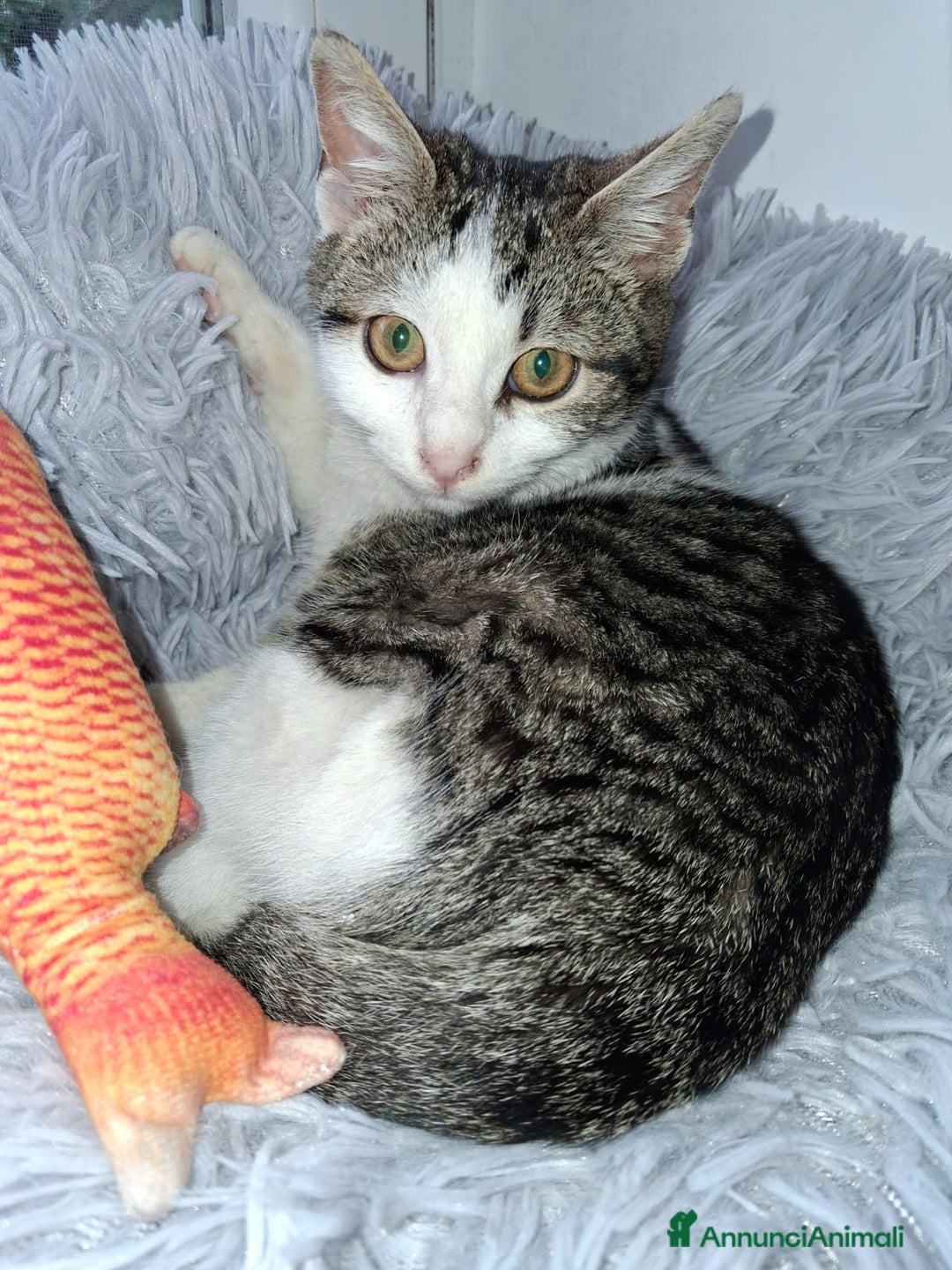 Europeo gatti in regalo:   PAOLETTO 💔 ADOZIONE URGENTE - Annuncio 9