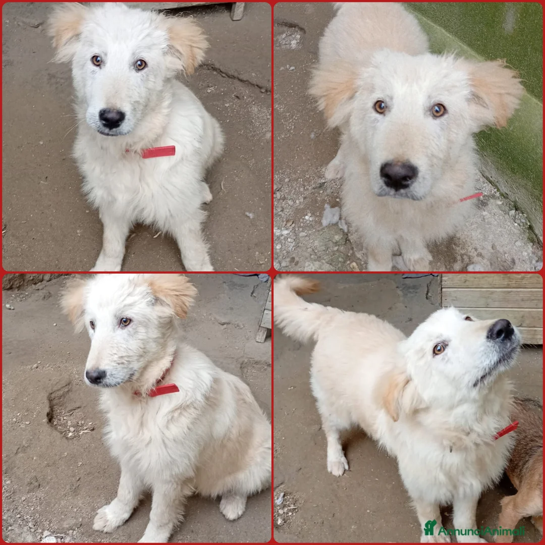 Meticcio gatti in regalo: AKY MIX GOLDEN/MAREMMANO  - Annuncio 7