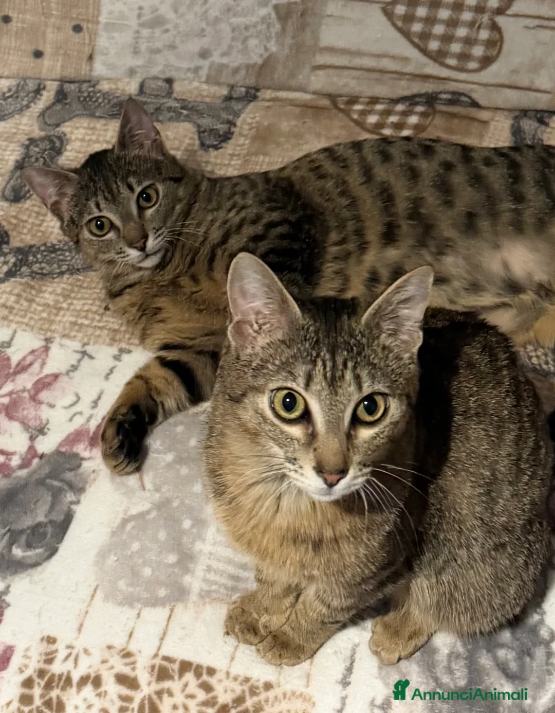 Europeo gatti in regalo: Gemellini di 5 mesi inseparabili a Cremona  - Annuncio 9