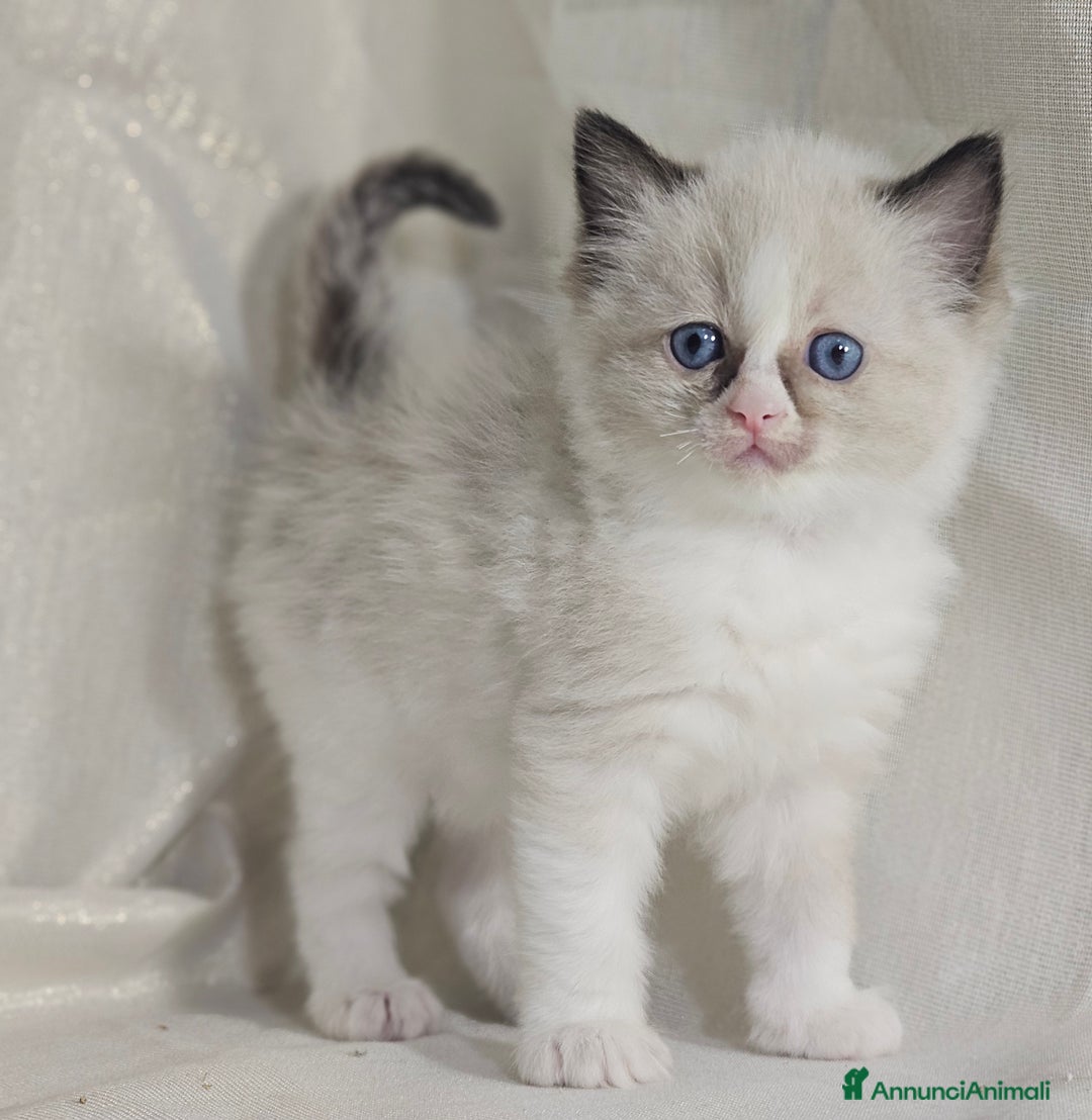 Ragdoll gatti in vendita: Stupenda cucciolata Ragdoll - Annuncio 10