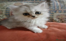 Persiano gatti in vendita: Gattino persiano a Provincia di Lecce - Immagine 4