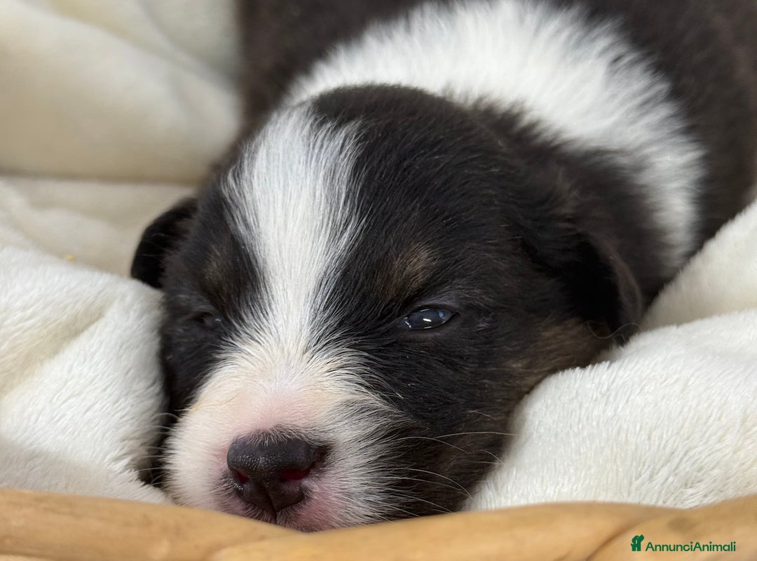 Australian Shepherd cani in vendita: Cuccioli Australian Shepherd / Pastore Australiano - Annuncio 4