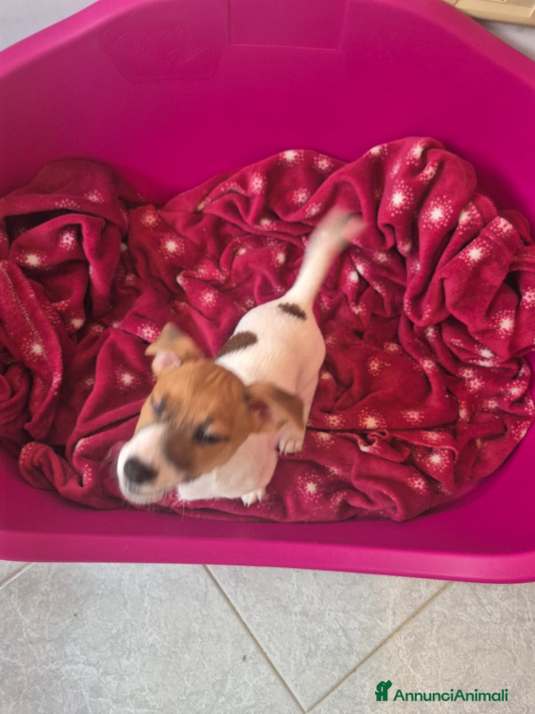 Jack Russell cani in vendita: Jack russell - Annuncio 2