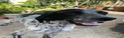 Setter Inglese cani in regalo: PLUTO Setter Inglese di 3 anni - Annuncio 2