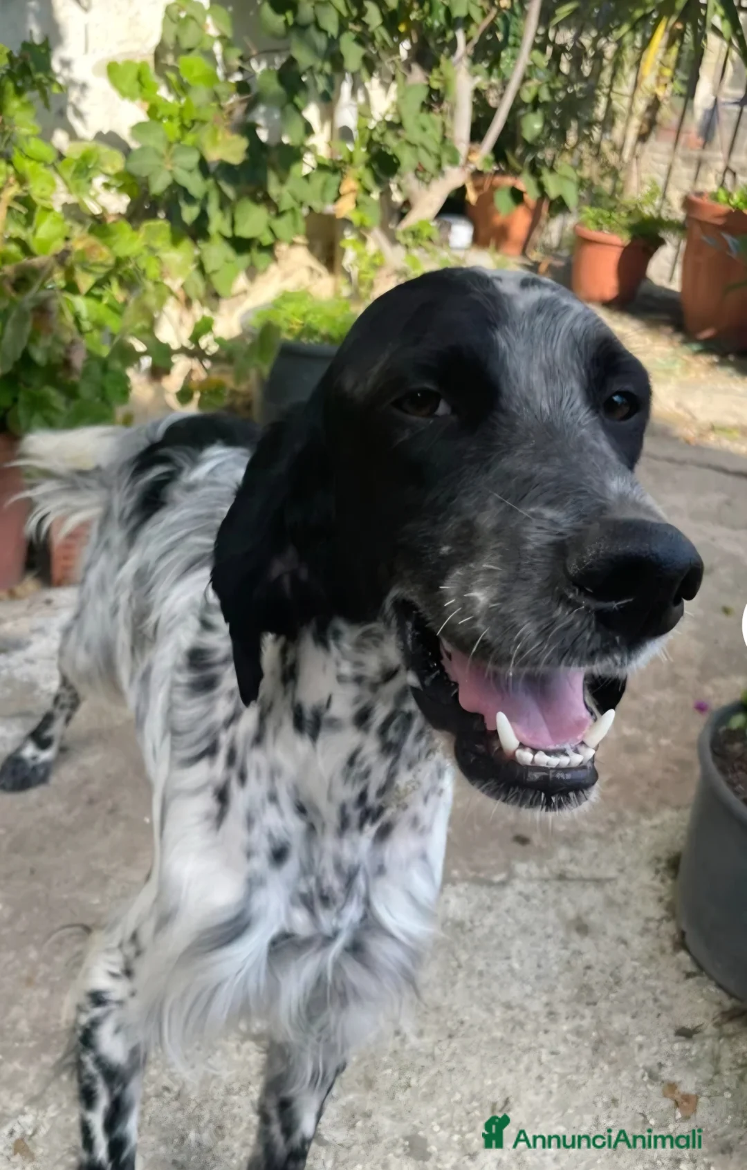 Setter Inglese cani in regalo: PLUTO Setter Inglese di 3 anni - Annuncio 2
