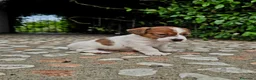 Jack Russell cani in vendita: Cuccioli di jack russell a pelo broken/liscio - Annuncio 3