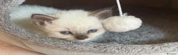 Ragdoll gatti in vendita: Ragdoll maschio - Annuncio 11