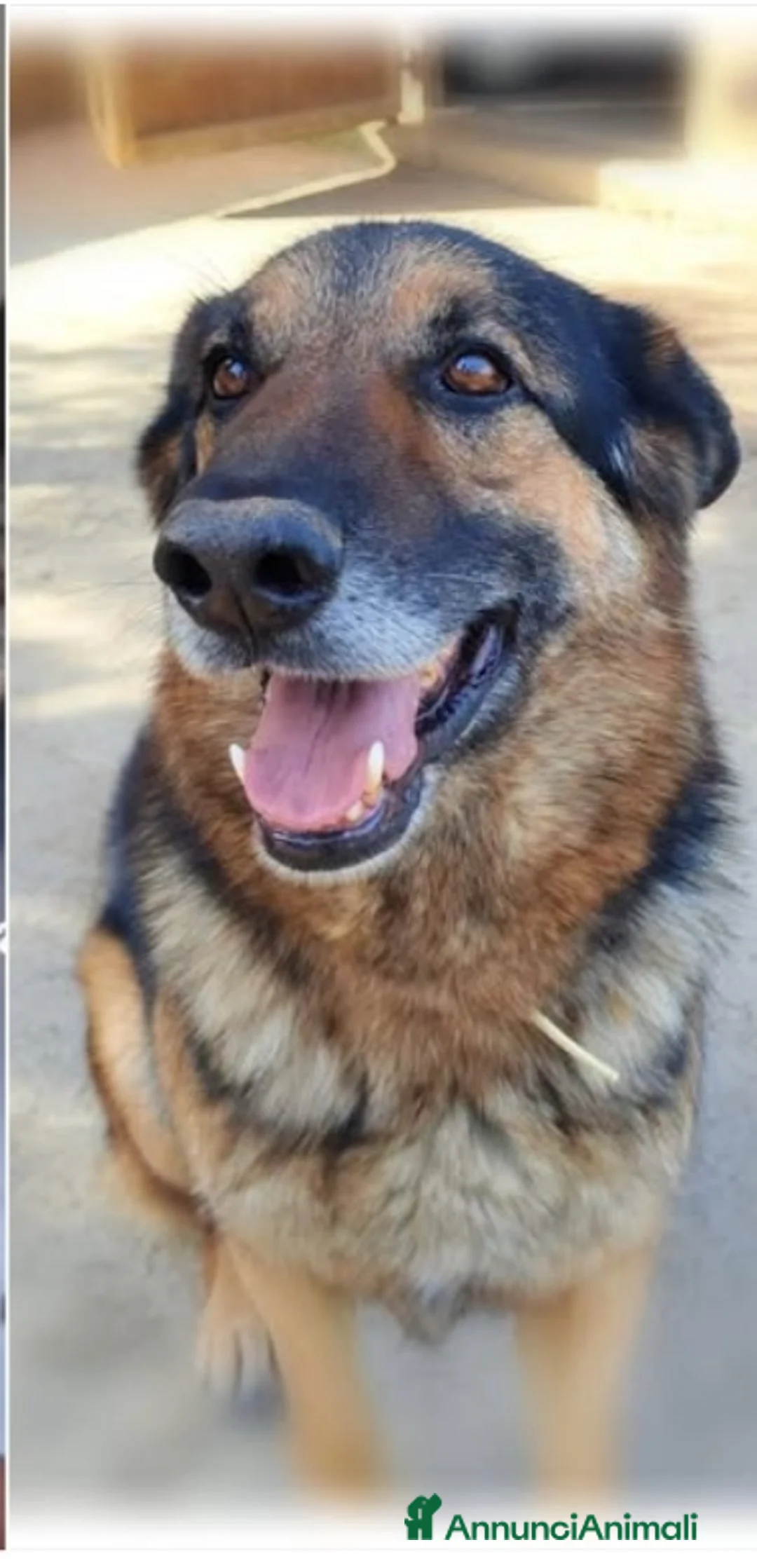 Pinscher Tedesco cani in regalo: Pastore Tedesco 9anni si sta spegnendo in boxSICIL a Città metropolitana di Milano - Annuncio 1