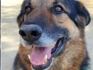 Pinscher Tedesco cani Pastore Tedesco 9anni si sta spegnendo in boxSICIL a Città metropolitana di Milano - Annuncio 2