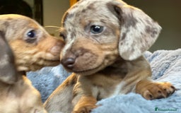 Bassotto cani in vendita: bassotto tedescho a Provincia di Asti - Immagine 4