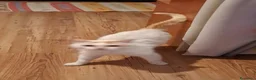 Meticcio gatti in regalo: Gilda dolce micia di circa tre anni - Annuncio 2