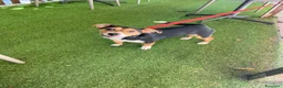 Jack Russell cani in regalo: Si chiama Venere - Annuncio 3