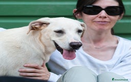 Altre razze cani in regalo: sergio - Immagine 2