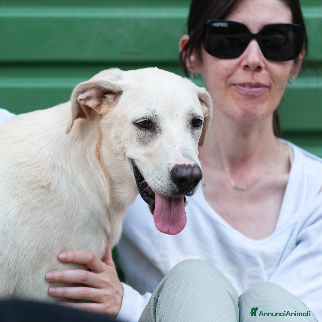 Altre razze cani in regalo: sergio - Immagine 2