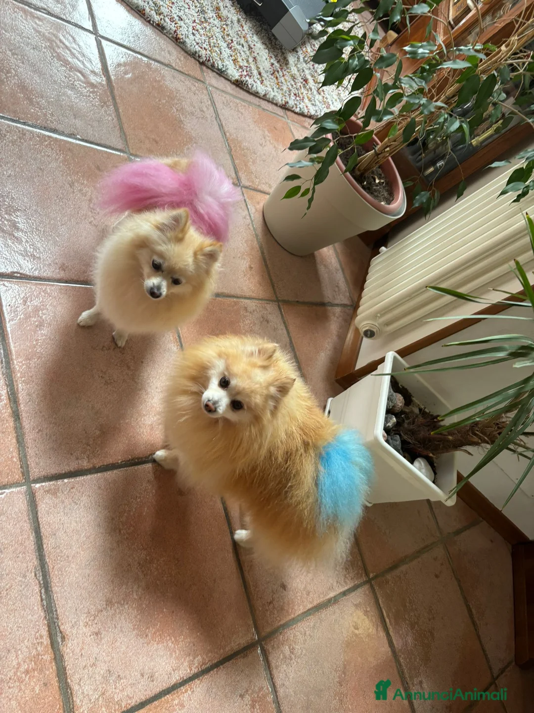 Volpino Pomerania cani in vendita: Volpino Di Pomerania  - Annuncio 1