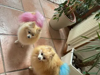 Volpino Pomerania cani Volpino Di Pomerania - Annuncio 2