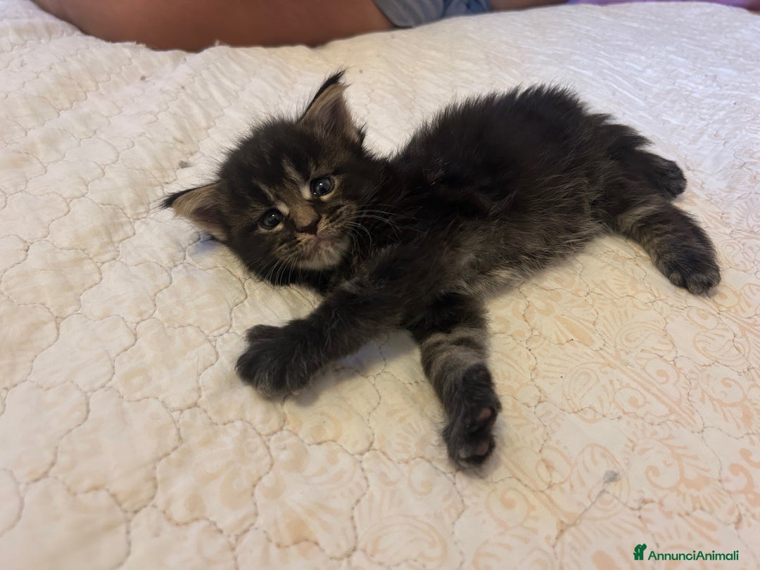 Maine Coon gatti in vendita: Maine Coon cuccioli pedigree ANFI a Provincia di Modena - Immagine 2